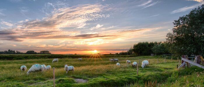 A peaceful landscape with sheep grazing in a lush green field at sunset on Pellworm, Germany.